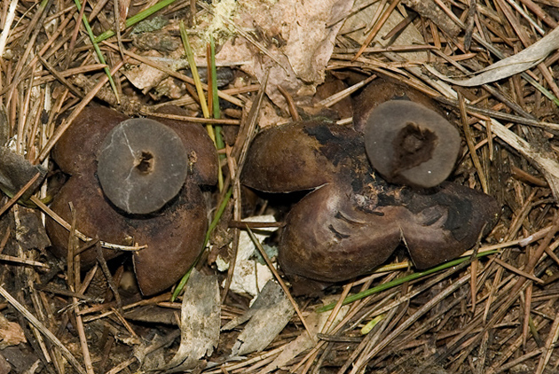 Geaster fornicatum