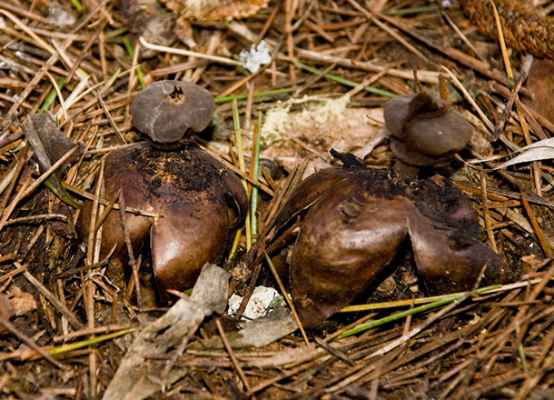 Geaster fornicatum