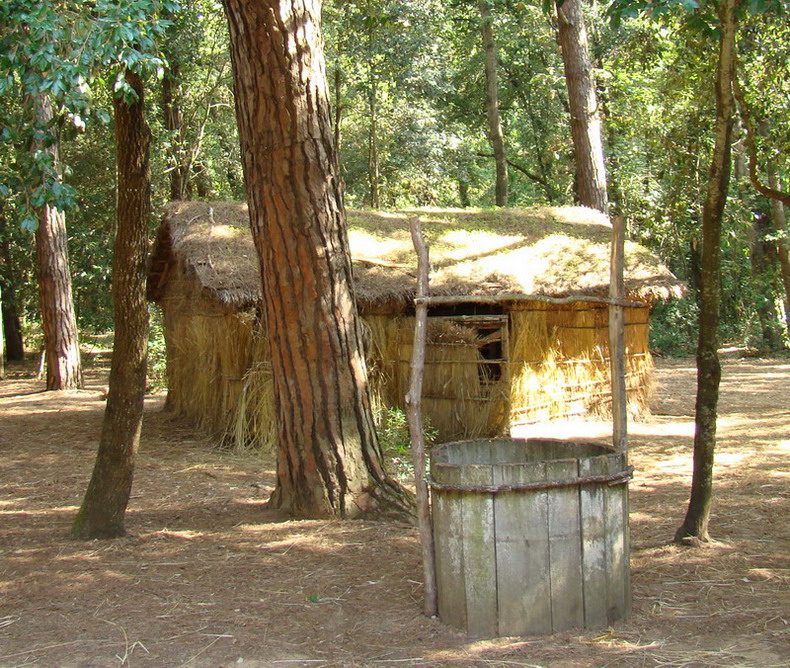 Piume nel bosco