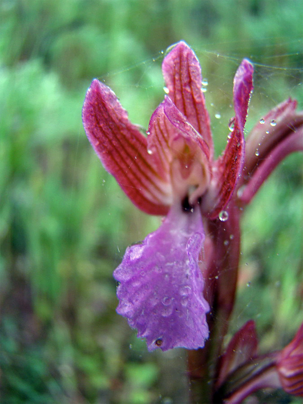 Orchidee Humor