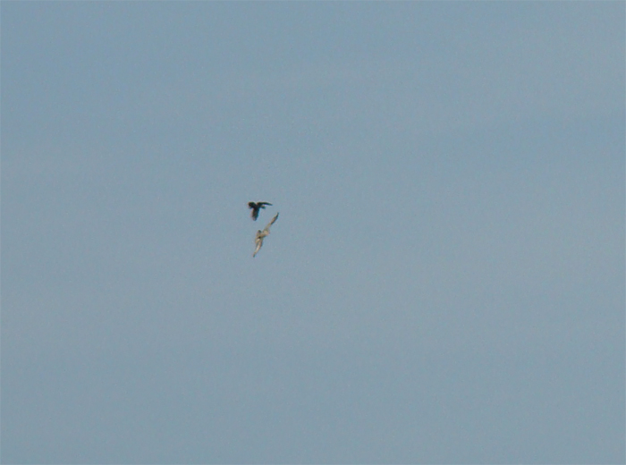 Rapace da identificare