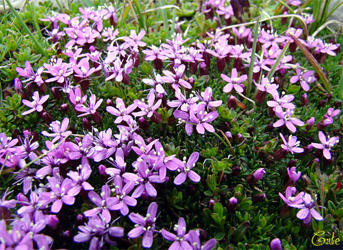 Silene acaulis - Silene acaule