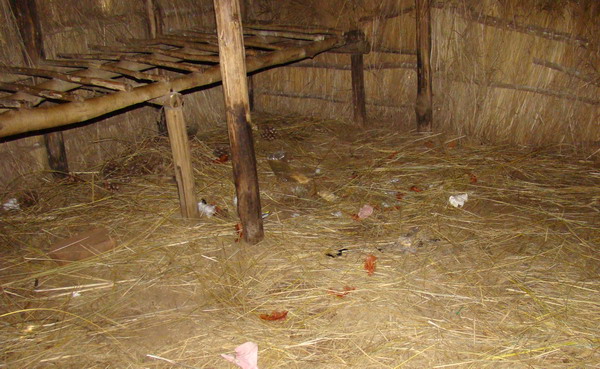 Piume nel bosco