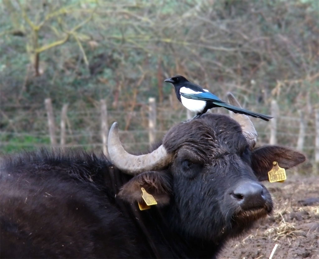 Avifauna humor