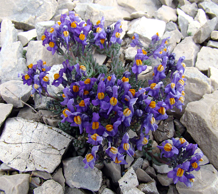 Linaria alpina