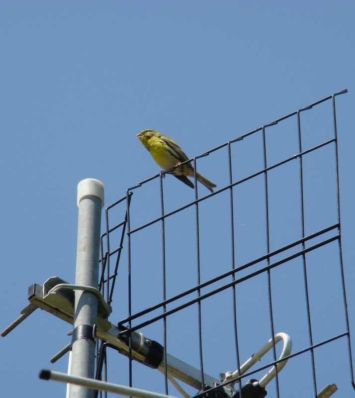 Avifauna humor