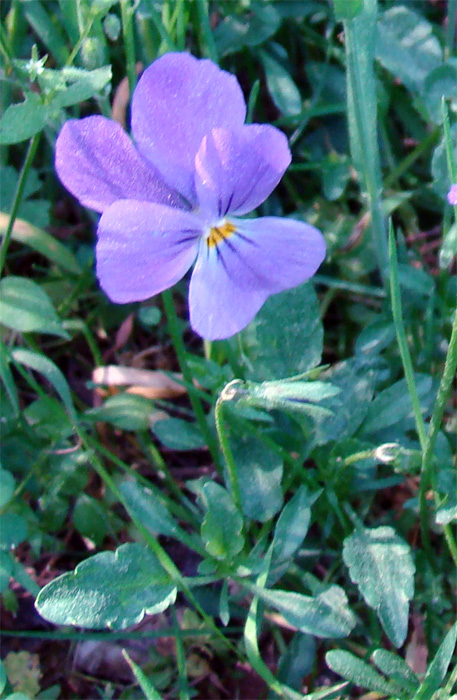 Viole dell''Appennino centrale - Viola eugeniae