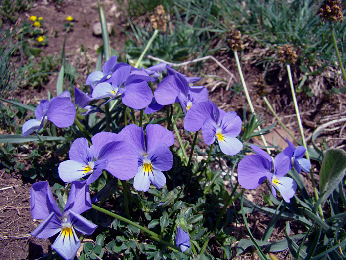 Viole dell''Appennino centrale - Viola eugeniae