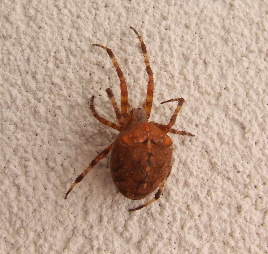Araneus diadematus