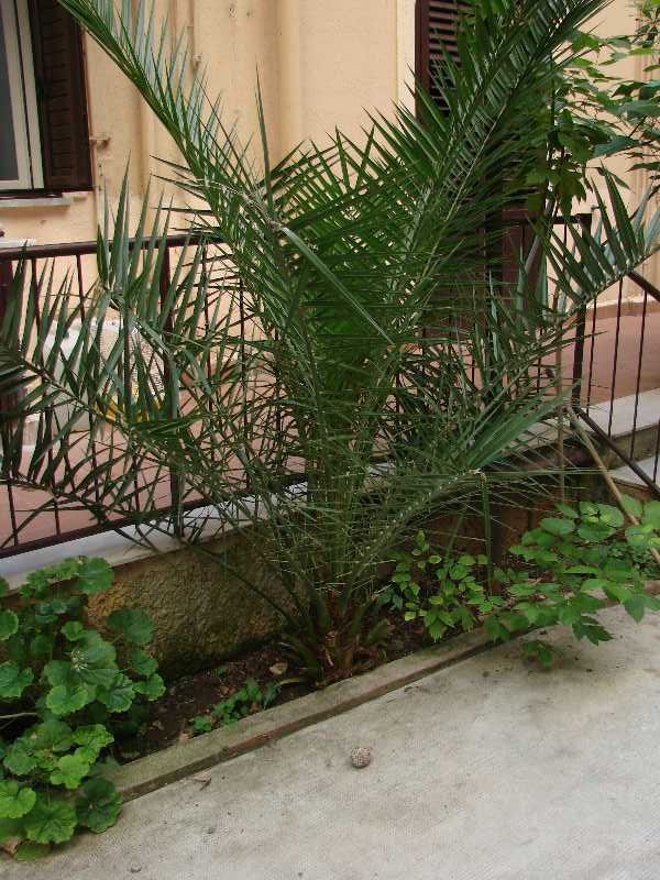 da identificare
