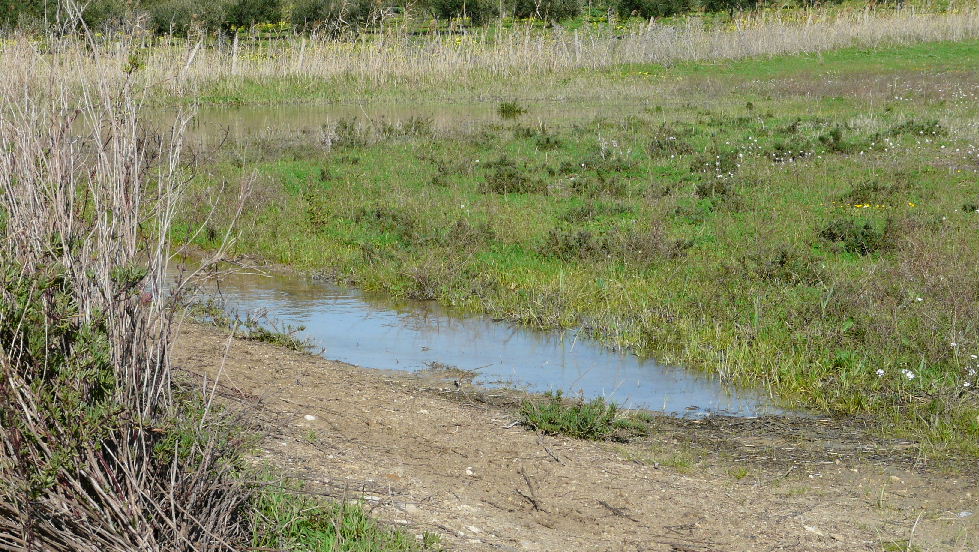 Girini da identificare