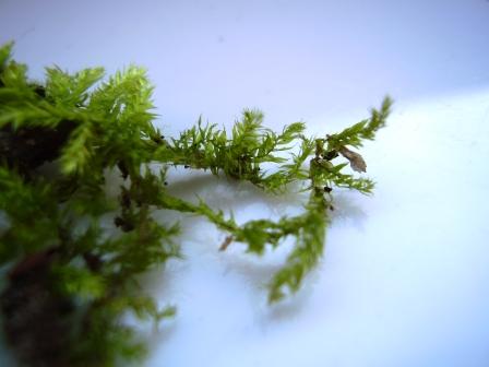 Determinazione : muschio terricolo alla base di Fagus