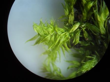 Determinazione : muschio terricolo alla base di Fagus