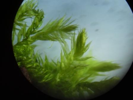 Determinazione : muschio terricolo alla base di Fagus