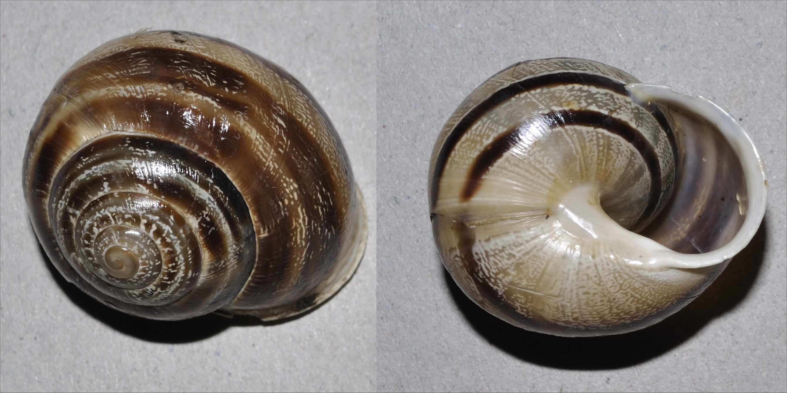 Cepaea ? [Eobania vermiculata - RM]