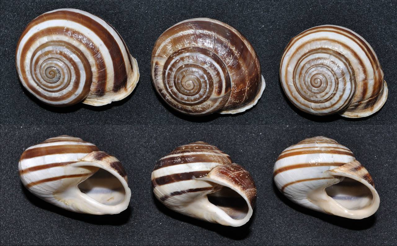 Ancora Eobania vermiculata ?