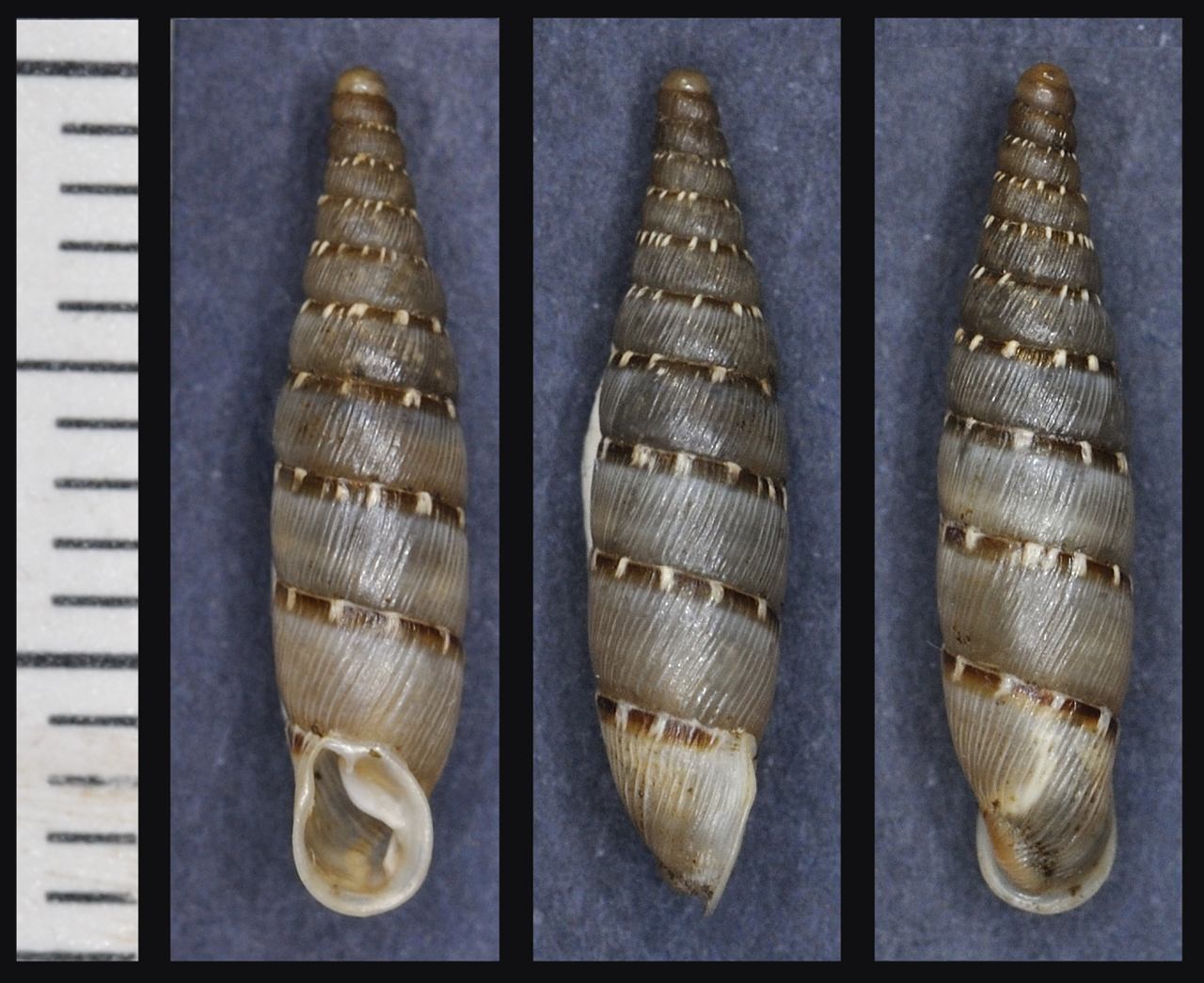 Clausilidae da determinare