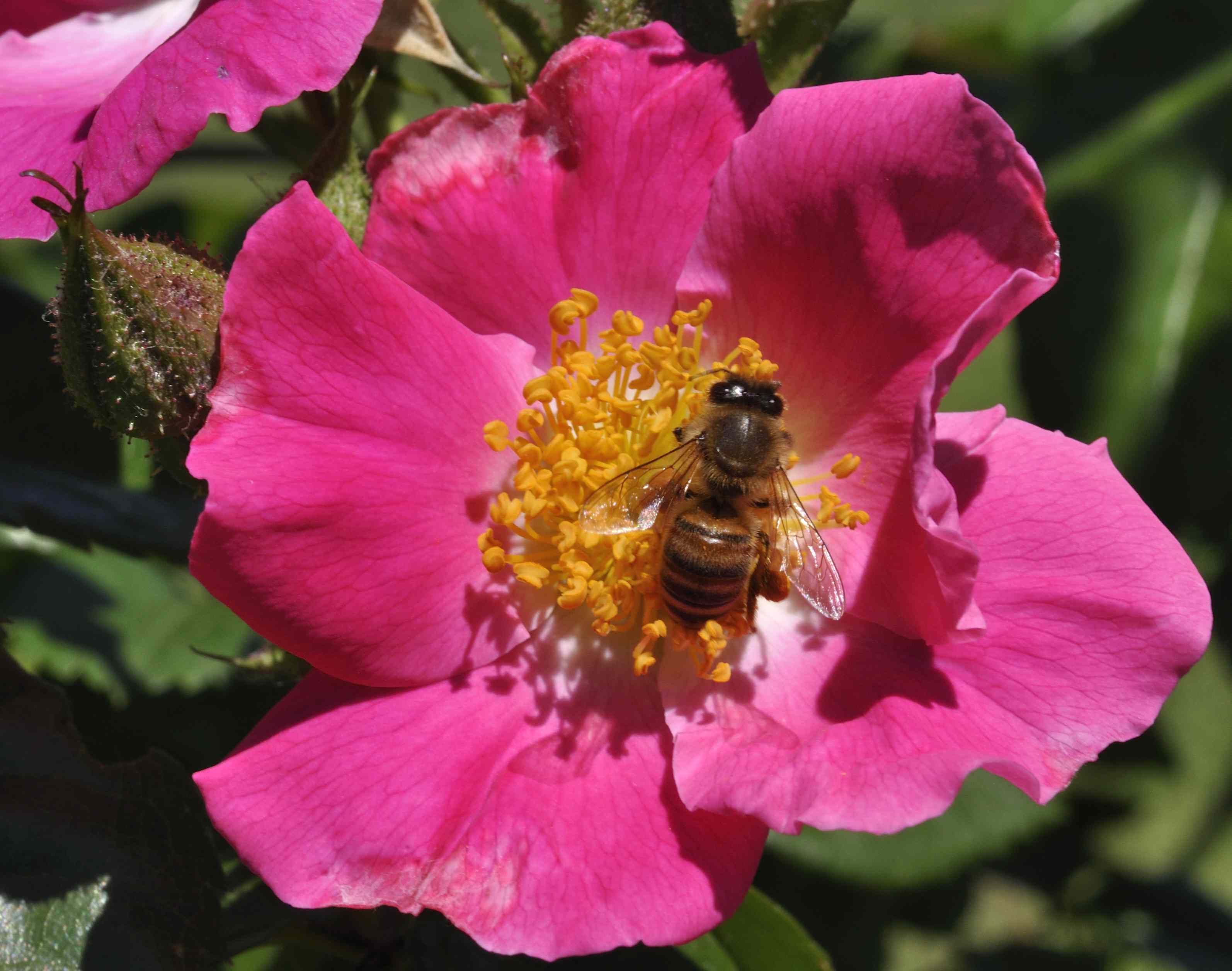 E'' un ape ?Sì. Operaia di Apis mellifera