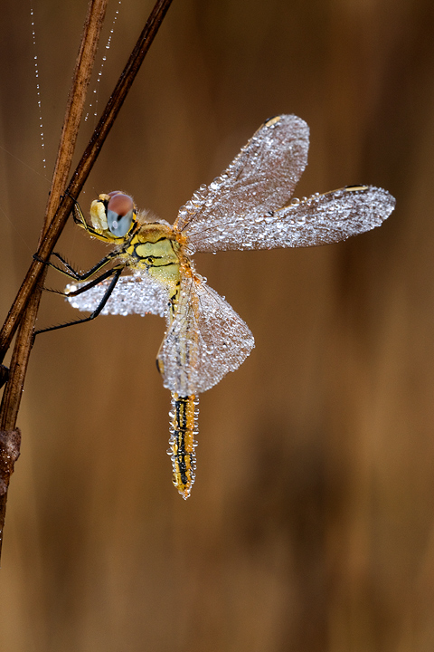 Sympetrum fonscolombii femmina