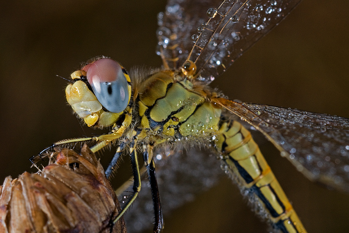 Sympetrum fonscolombii femmina