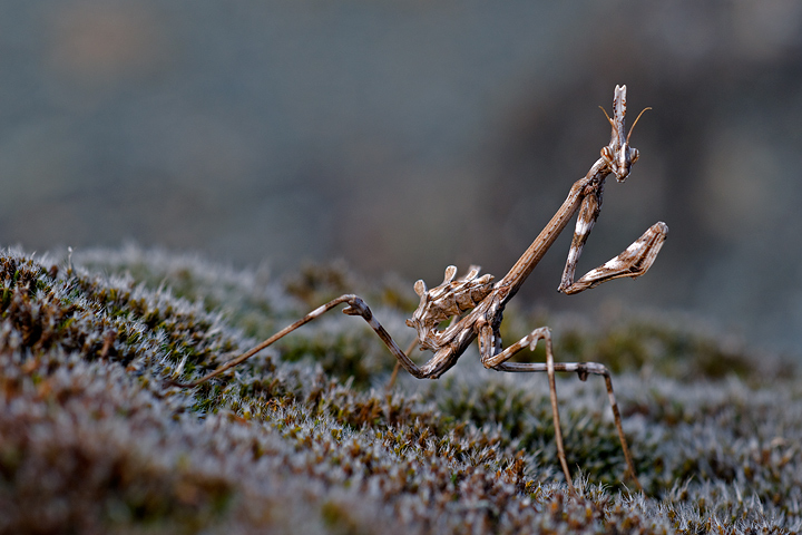 Empusa pennata