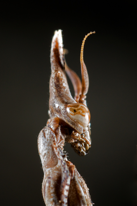 Empusa pennata