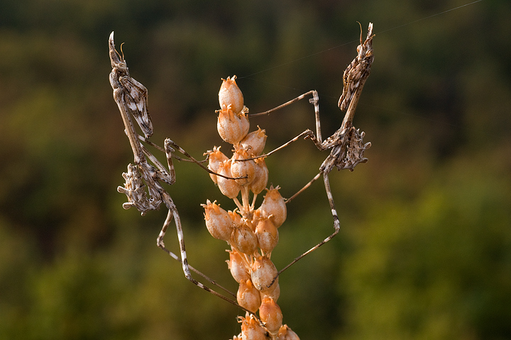 Empusa pennata