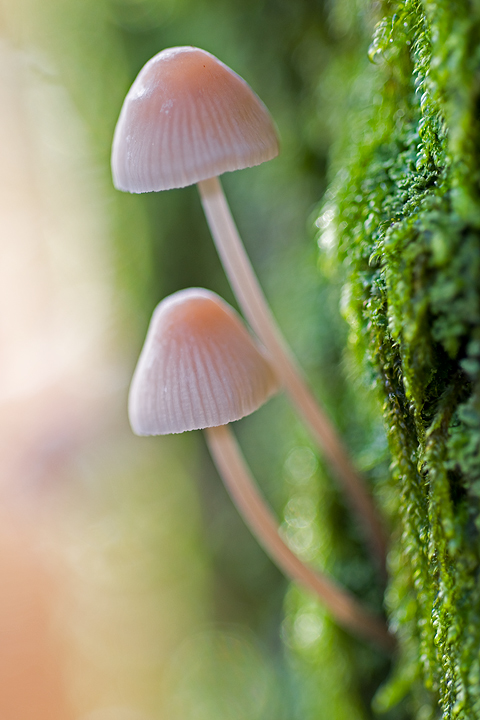 Da determinare (cfr. Mycena sp.)