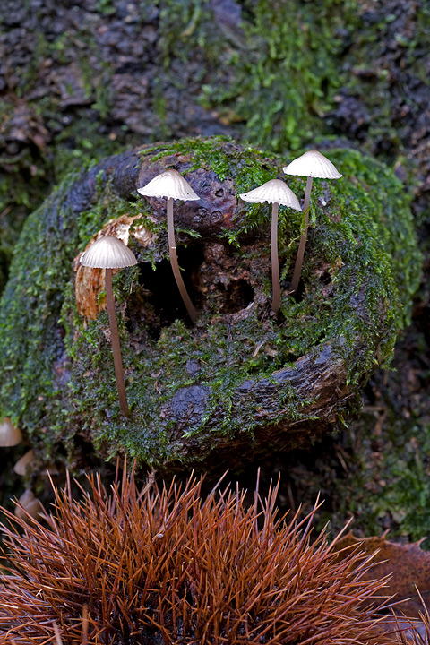 Quale genere? (cfr. Mycena sp.)