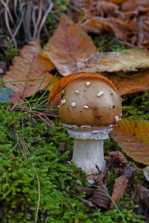 Amanita panterina