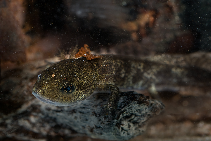 Larva di S. salamandra