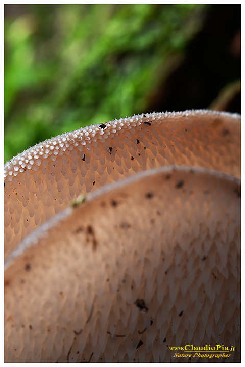 Fungo molto fotogenico da ID
