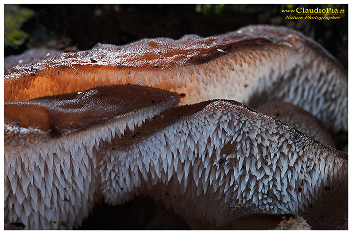 Fungo molto fotogenico da ID