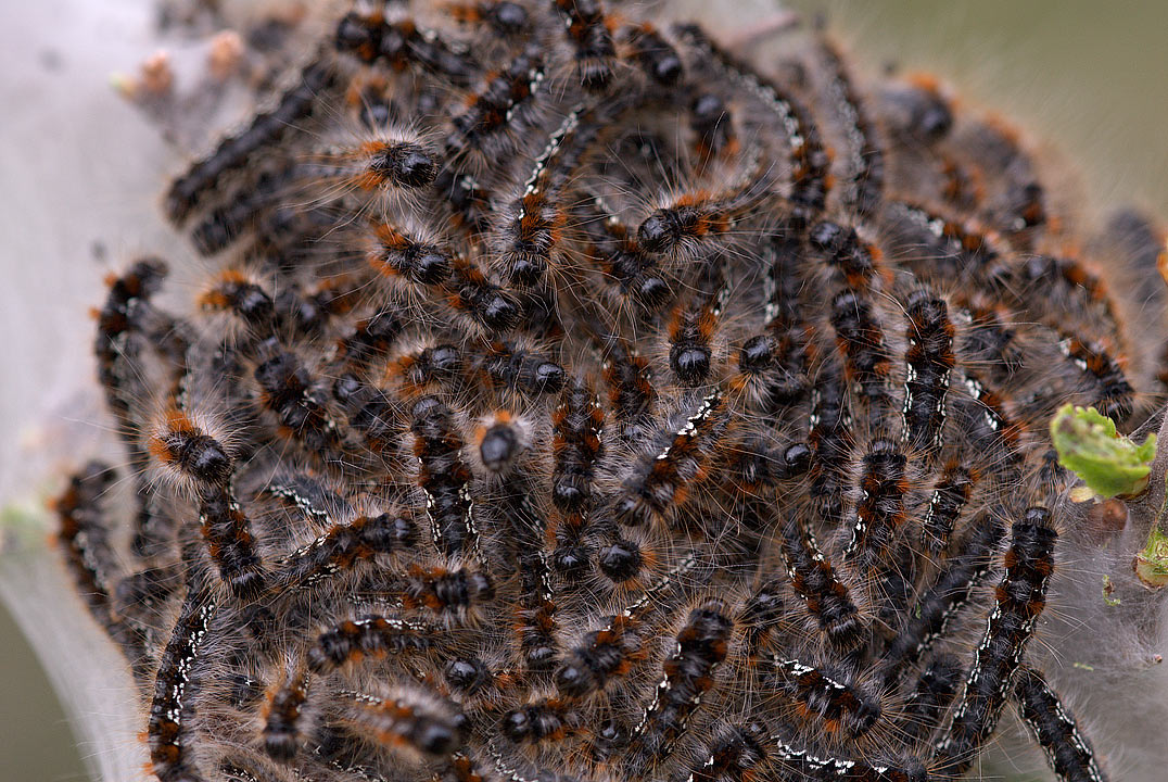 Bruchi di Eriogaster catax