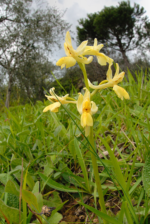 Serapias neglecta  e .....
