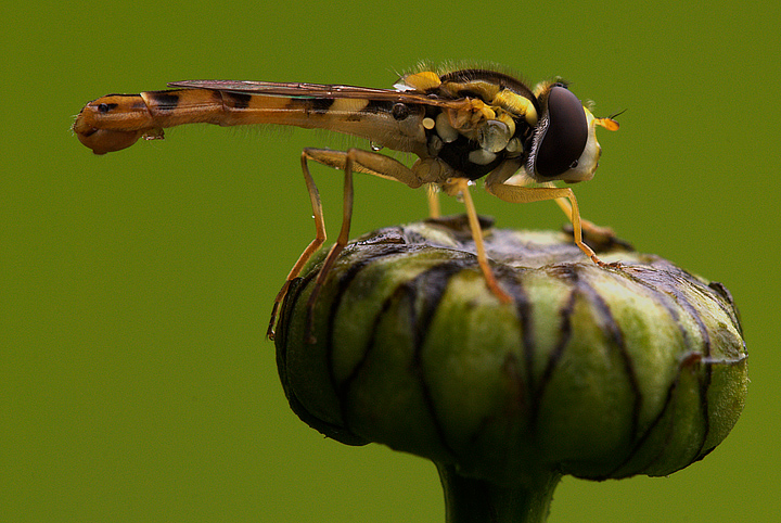 Sphaerophoria scripta M (Syrphidae)