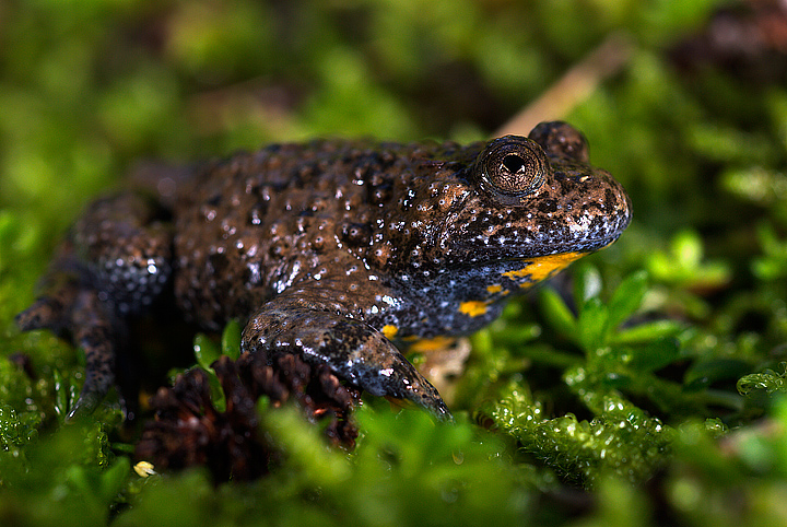 Bombina pachypus