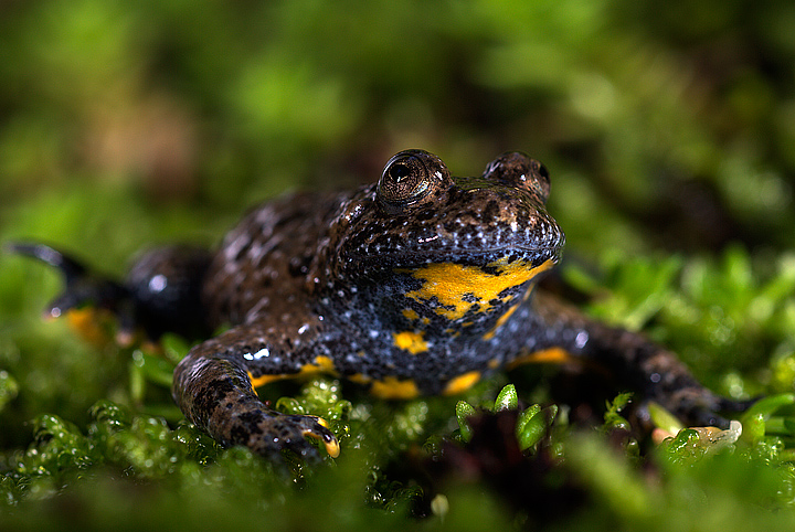 Bombina pachypus