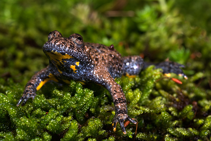 Bombina pachypus