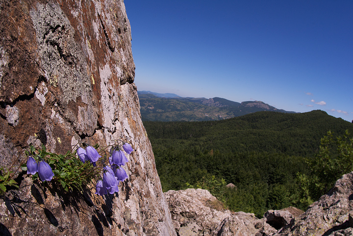 Campanula cochleariifolia Lam.