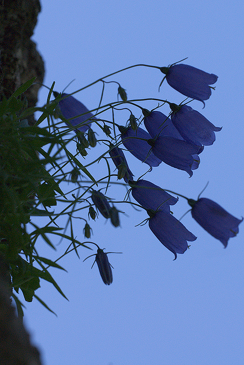 Campanula cochleariifolia Lam.
