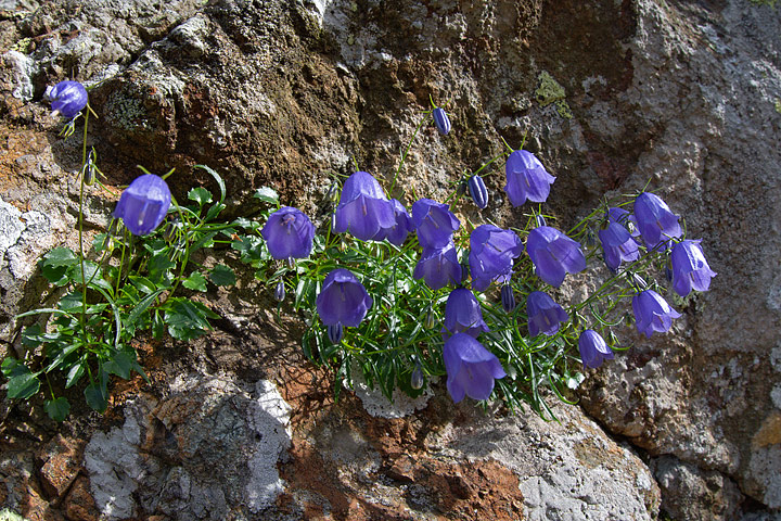 Campanula cochleariifolia Lam.