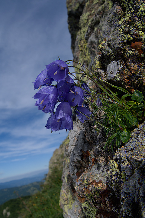 Campanula cochleariifolia Lam.
