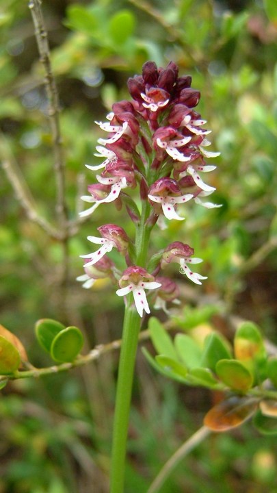 Orchis ustulata