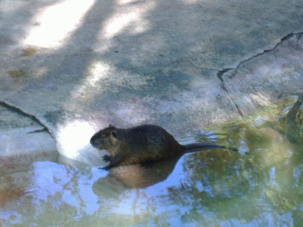 Nutria nel Rio Besos - Barcellona