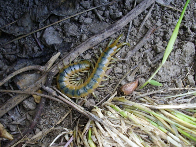 Scolopendra cingulata