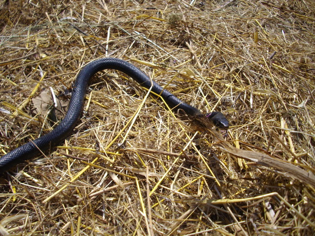 Biacco melanico (Hierophis viridiflavus var. carbonarius)
