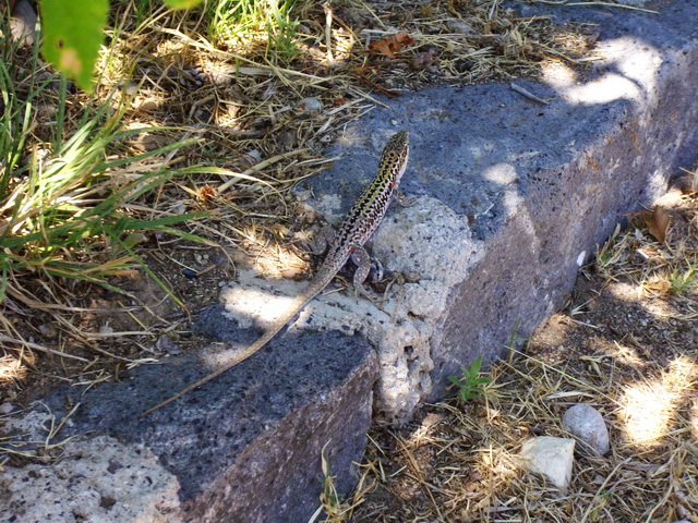 Podarcis sicula ssp?