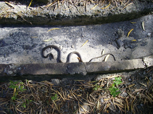 Juvincello di Biacco