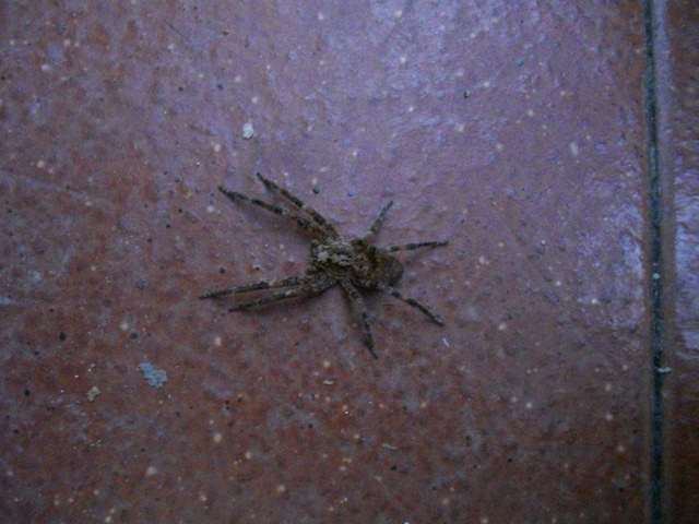 Zoropsis spinimana